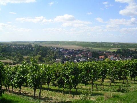 Weinanbau 06